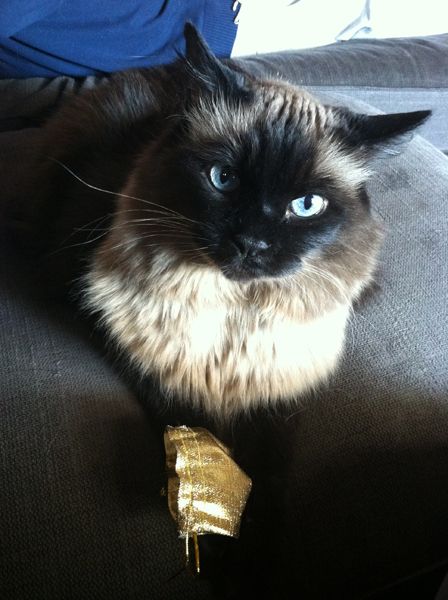 image of Matilda sitting on the couch with her purse between her paws, looking up at me plaintively