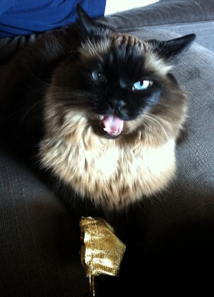 image of Matilda the Sealpoint Blue-Eyed Cat sitting with her gold lamé purse between her paws, meowing