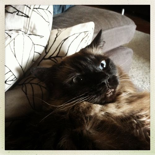 image of Matilda the cat lying in a funny, tucked-chin position, making a silly face