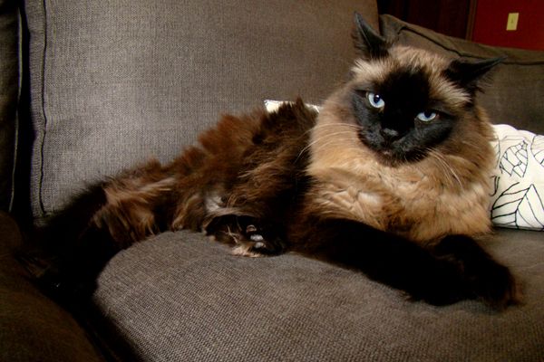 image of Matilda the Sealpoint Long-Haired Blue-Eyed Cat, lying stretched out on the couch looking extremely fuzzy