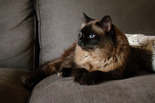 image of Matilda the furry blue-eyed cat lying on the couch, staring off into space