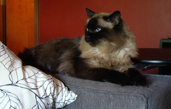image of Matilda the Long-Haired Sealpoint Blue-Eyed Cat sitting on the arm of the couch, looking regal
