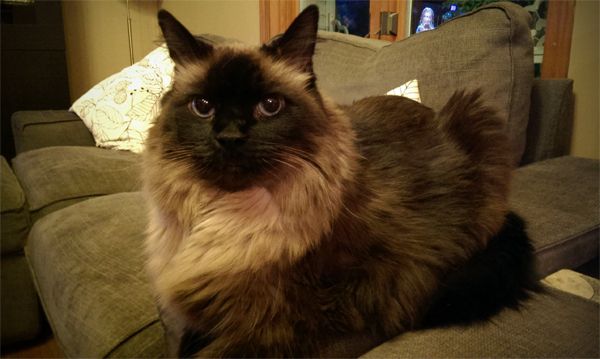 Matilda the blue-eyed, long-haired, sealpoint cat sits on the arm of the couch looking super fuzzy and giving me A Look