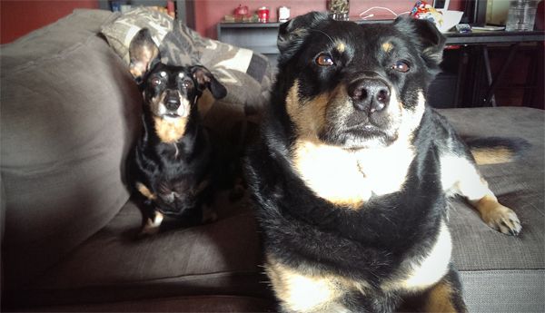 image of Zelda the Black and Tan Mutt sitting next to Lottie the Black and Tan Dachshund on the couch, both of them looking adorbz