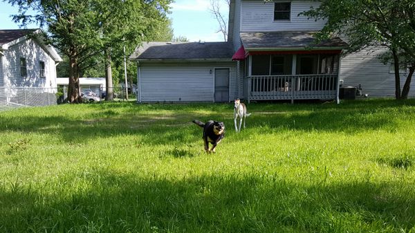 image of Zelly running toward me in the backyard with Dudley in pursuit