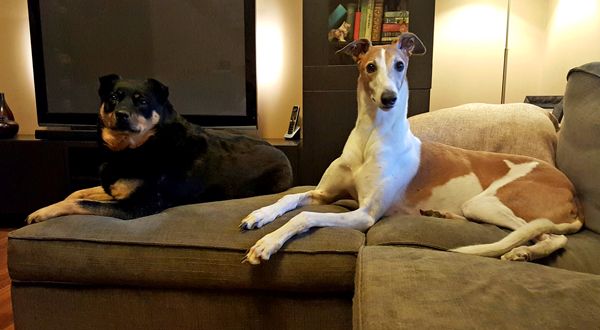 image of Zelda the Black and Tan Mutt and Dudley the Greyhound lying beside one another on the loveseat and ottoman, looking at me with perked-up ears