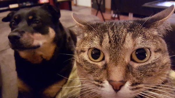 image of Sophie the Torbie Cat, sitting on my chest with her face right in front of the camera, with Zelda the Black and Tan Mutt chilling beside me in the background