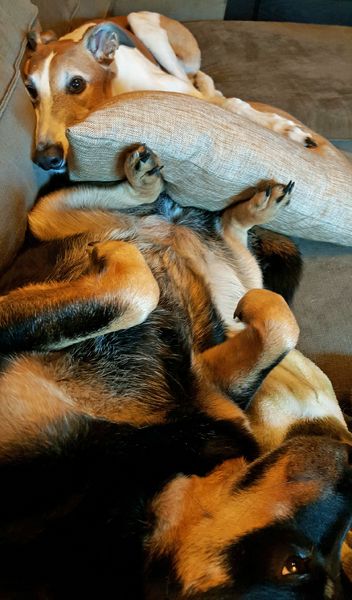 image of Zelda the Black and Tan Mutt lying on her back with her legs in the air, pressed up beside me, with her feet against a pillow on which Dudley is lying his head, at the other end of the couch