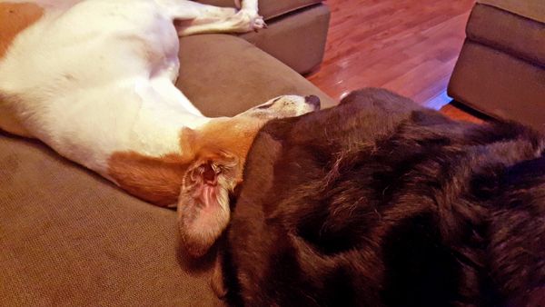 image of Dudley the Greyhound fast asleep on the couch with Zelda the Black and Tan Mutt's roundy butt sitting on his head