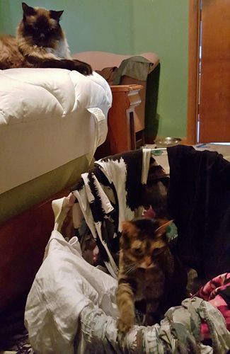 image of Matilda the Fuzzy Sealpoint Cat lying on my bed, while Sophie the Torbie Cat messes around inside a laundry basket sitting on the floor