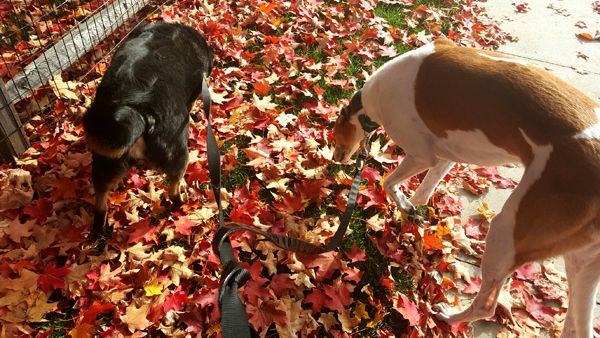 image of Zelda the Black and Tan Mutt and Dudley the Greyhound investigating brightly colored autumn leaves on the ground during our morning walk