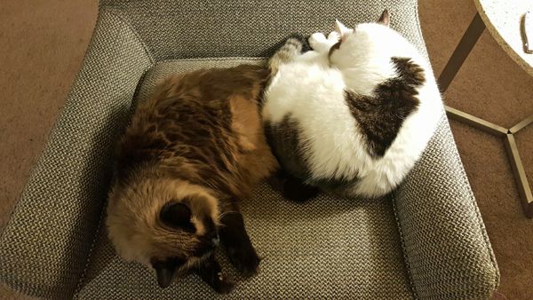 image of Matilda the Fuzzy Sealpoint Cat sitting in a chair facing one way, while Olivia the White Farm Cat sits beside her facing the other way