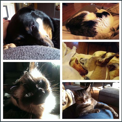montage of images of the pets of Shakes Manor cuddling with me over the past few days