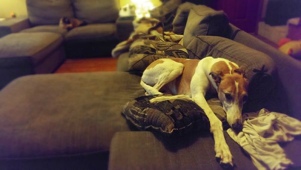image of Dudley the Greyhound at the far end of the couch, with his back to the loveseat, pouting