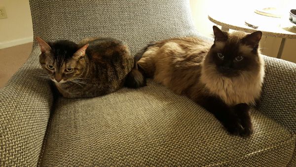image of Sophie the Torbie Cat sitting beside Matilda the Fuzzy Sealpoint Cat in the same chair