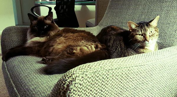 image of Sophie the Torbie Cat sitting beside Matilda the Fuzzy Sealpoint Cat in the same chair