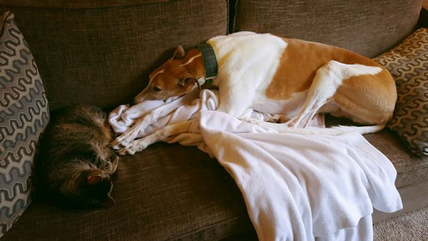image of Sophie the Torbie Cat and Dudley the Greyhound lying on the couch together