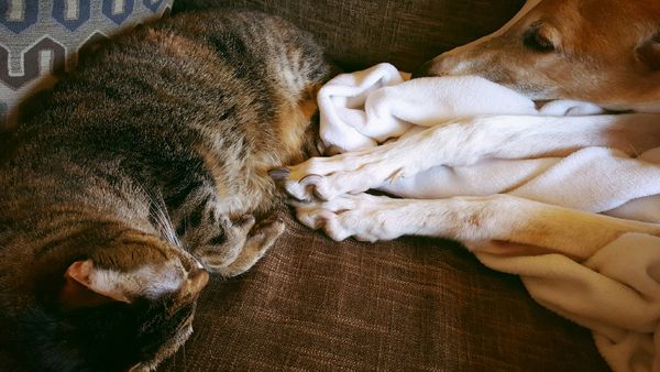 image of Sophie the Torbie Cat's feet and Dudley the Greyhound's feet, close together