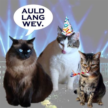 image of Matilda, Olivia, and Sophie, the Cats of Shakes Manor, in party gear