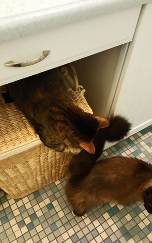 image of Sophie the Torbie Cat sitting on a wicker hamper under the bathroom sink, reaching out to grab Matilda the Fuzzy Sealpoint Cat's tail as she walks by