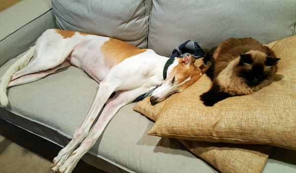 image of Dudley the Greyhound lying on the couch, with Matilda the Fuzzy Sealpoint Cat sitting on a pillow beside him