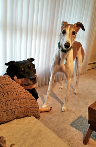 image of Zelda the Black and Tan Mutt sitting on the floor looking at me, with Dudley the Greyhound standing next to her, also looking at me