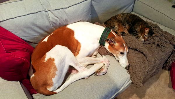 image of Sophie the Torbie Cat and Dudley the Greyhound curled up beside each other on the couch