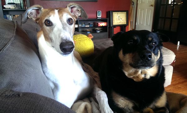 image of Dudley the Greyhound and Zelda the Black and Tan Mutt sitting next to each other on the couch, squeezed lengthwise, looking at me plaintively