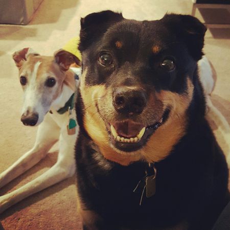 image of Zelda the Black and Tan Mutt sitting on the floor looking at me with a huge grin, with Dudley the Greyhound lying in the background behind her, looking up at me