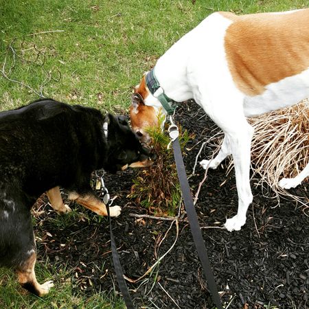 image of Zelda the Black and Tan Mutt and Dudley the Greyhound at the end of their leashes, sniffing a baby evergreen