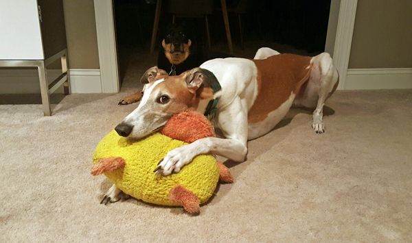 image of Dudley the Greyhound lying on the floor using a big plush duck as a pillow, giving me The Eye, while Zelda the Black and Tan Mutt sits behind him
