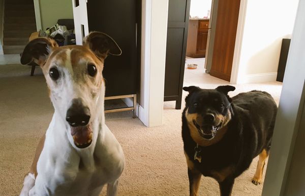 image of Dudley the Greyhound and Zelda the Black and Tan Mutt sitting and looking at me with goofy expressions