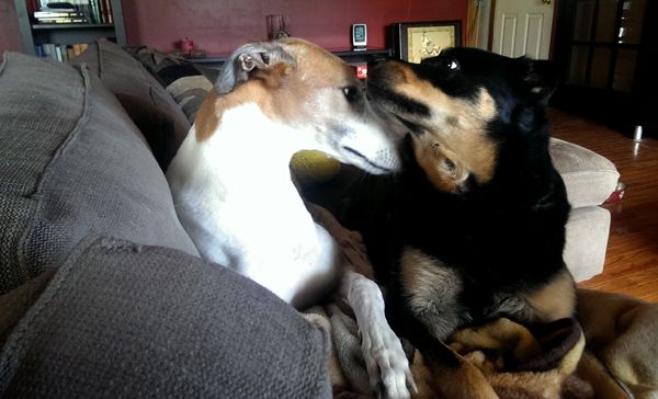 image of Dudz and Zelly nudging each other with their muzzles
