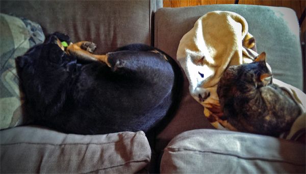 image of the Zelda the Black and Tan Mutt and Sophie the Torbie Cat curled up next to each other on the couch, fast asleep