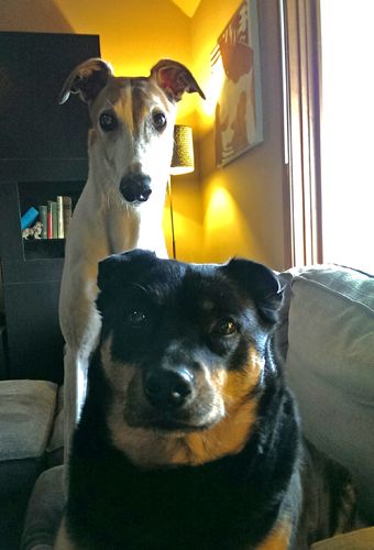 image of the Zelda the Black and Tan Mutt and Dudley the Greyhound up in my grill, staring at me