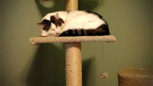 image of Olivia the White Farm Cat asleep on the cat condo beside my desk