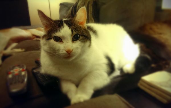 image of Olivia the White Farm Cat, sitting on the arm of the loveseat, looking adorbz
