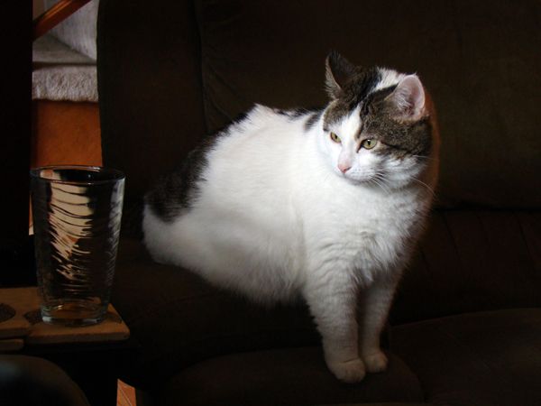 image of Olivia the Cat sitting on a table in shadow