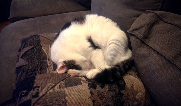 image of Olivia the White Farm Cat all curled up in a ball atop a pillow on the couch