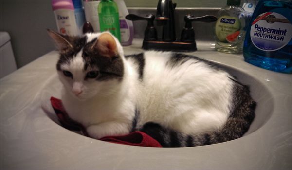image of Olivia the White Farm Cat curled up on a red hand towel in the bathroom sink