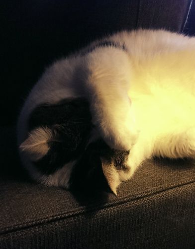 image of Olivia the White Farm Cat sleep with her paw on her head