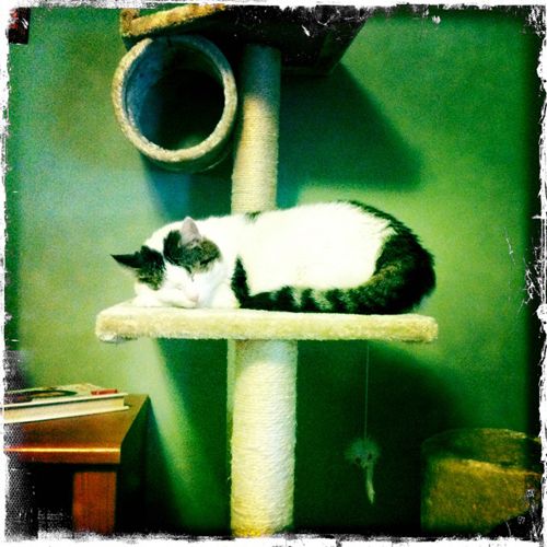 photo taken in vintage style of Olivia lying on her cat condo