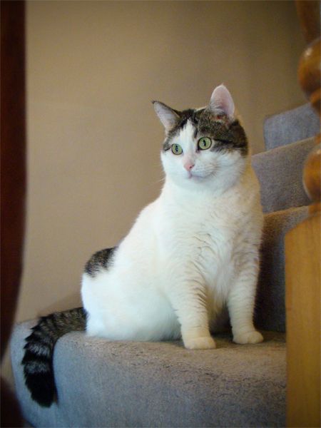 image of Olivia the Cat sitting on the stairs, looking alert