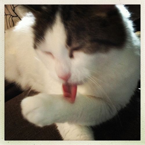 close-up image of Olivia the Cat licking her paw