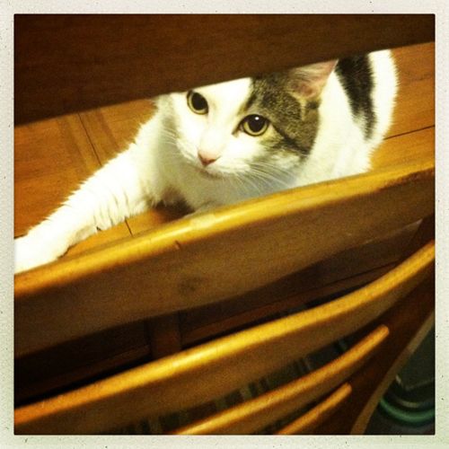 image of Olivia the Cat sitting on the kitchen table peering through slats in the back of a chair