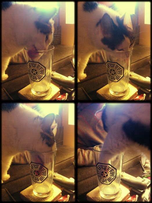 series of four pictures of Olivia the Cat licking and reaching hew paw into an almost-empty glass of milk, to get the last drops