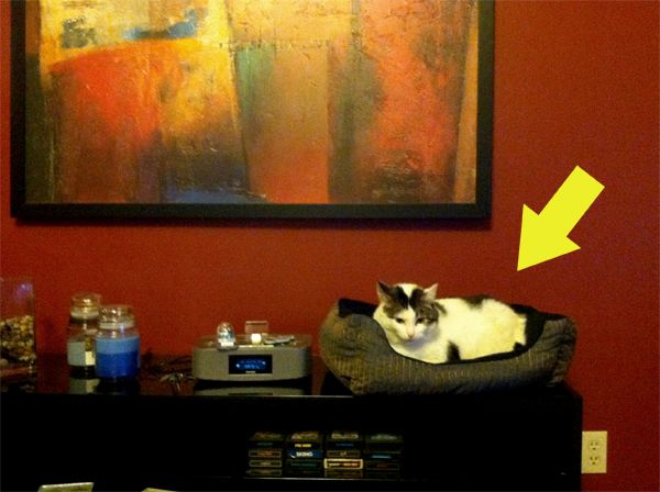 image of Olivia sitting in a cat bed on top of a table in our living room