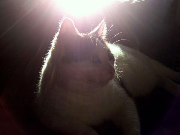 image of Olivia the Cat, lit up by sunlight from behind