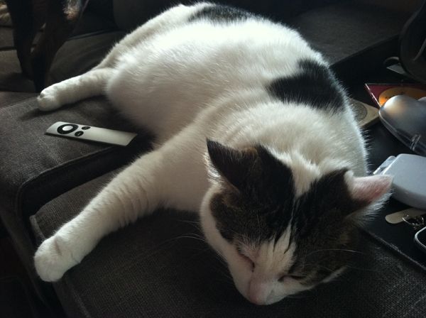 image of Olivia the White Farm Cat lying sprawled on the arm of the couch beside me