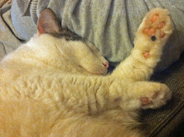 Olivia the White Farm Cat asleep next to Iain's arm